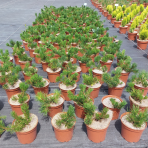 Borovica horská (Pinus mugo) ´PUMILIO´ – výška 10-20 cm, ⌀ 10-15 cm, kont. C2L